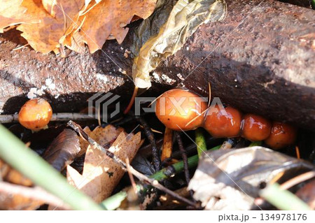 原木なめこの発生 134978176