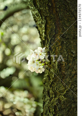 桜の花が咲く木の幹と春の柔らかな背景|自然・季節イメージ 桜の花が咲く木の幹と春の柔らかな背景|自然・季節イメージ 134978570