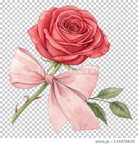 Rose ribbon Watercolor style  white background  134978629
