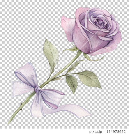 Rose ribbon Watercolor style  white background  134978632