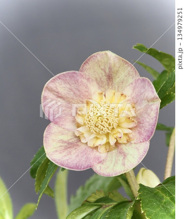 クリスマスローズ 134979251