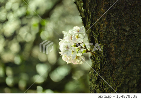 木の幹から咲く桜の花|新緑に包まれた春の自然風景 木の幹から咲く桜の花|新緑に包まれた春の自然風景 134979338