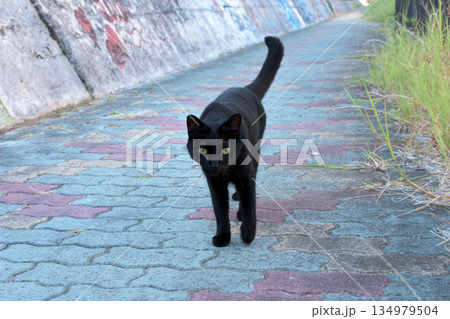 寄ってくる黒い野良猫 134979504