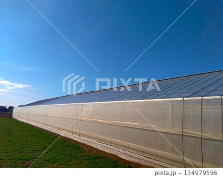 冬の朝の農業ハウス風景 134979596