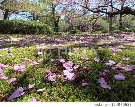 春の暖かな日差しと芝生に落ちるピンク色の桜の花びら 134979682