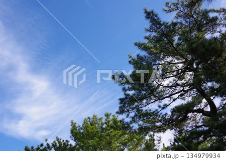 松と青い空 松と青い空 134979934