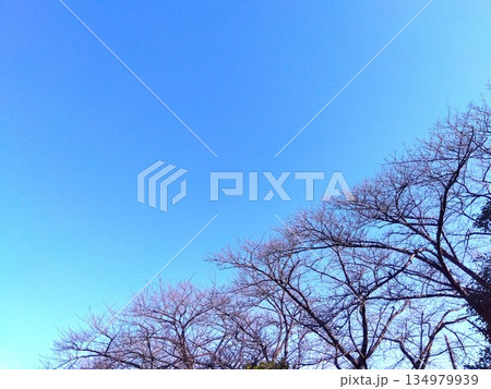 冬の桜の枯れ木と青空 冬の桜の枯れ木と青空 134979939