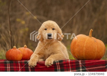 Golden retriever puppy lying near pumpkins on an autumn background. Adorable dog portrait with warm seasonal mood. Golden retriever puppy lying near pumpkins on an autumn background. Adorable dog portrait with warm seasonal mood. 134979940