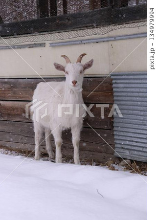 冬の子ヤギ 134979994