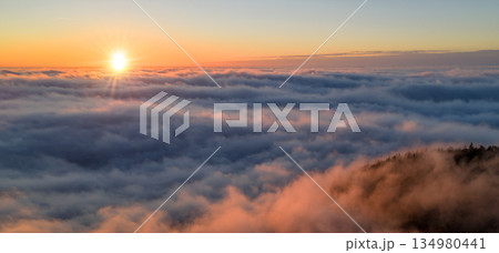 Misty Forest at Dawn with Soft Pastel Fog and Dark Pine Silhouettes, Panoramic Landscape in High Resolution, Atmospheric Nature Scene Ideal for Large Format Wall Art Prints 134980441