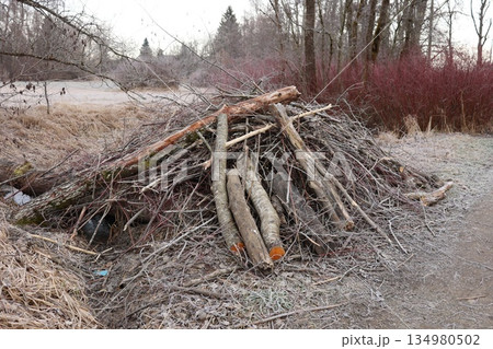 Large Brush Pile of Logs and Branches in Frosty Winter Landscape Large Brush Pile of Logs and Branches in Frosty Winter Landscape 134980502