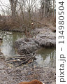 Natural Beaver Dam in Frosted Winter Landscape 134980504