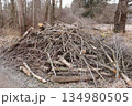 Large Brush Pile of Dry Branches in Forest 134980505