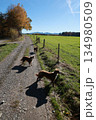 Three dogs are walking down a dirt road 134980509