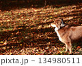 Dog is standing in a field of leaves 134980511