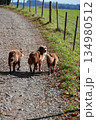Three dogs are walking down a dirt road next to a fence 134980512