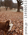 Australian Shepherd Dog in Frosty Autumn Leaves 134980513