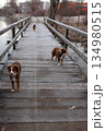 Australian Shepherd Dogs on Frosty Wooden Bridge 134980515