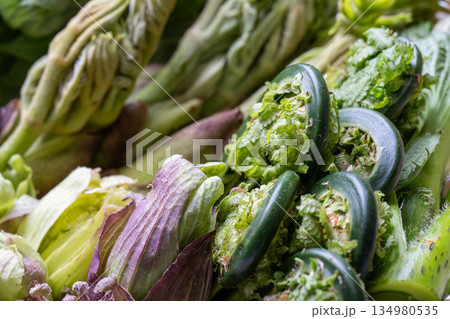 山菜の盛り合わせ　タラの芽　こごみ　コシアブラ　ふきのとう 134980535