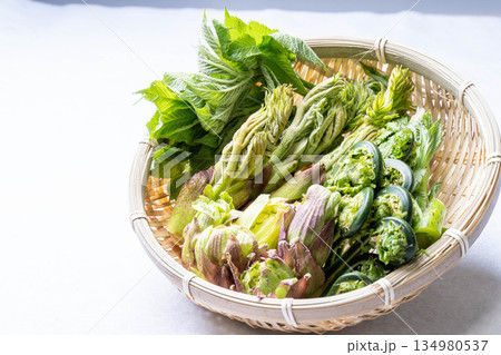 山菜の盛り合わせ タラの芽 こごみ コシアブラ ふきのとう 山菜の盛り合わせ タラの芽 こごみ コシアブラ ふきのとう 134980537