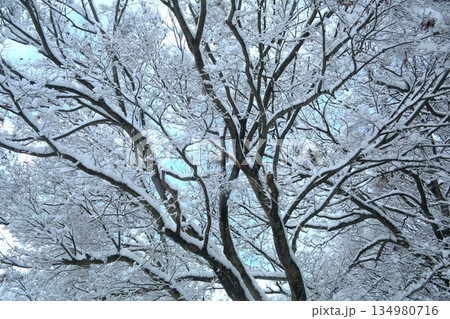雪が積もった木 134980716