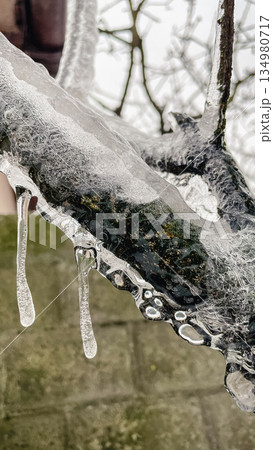 Detailed macro of clear icicles hanging from a mossy branch with a brick wall background in winter Detailed macro of clear icicles hanging from a mossy branch with a brick wall background in winter 134980717