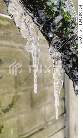 Detailed macro of clear icicles hanging from a mossy branch with a brick wall background in winter Detailed macro of clear icicles hanging from a mossy branch with a brick wall background in winter 134980754