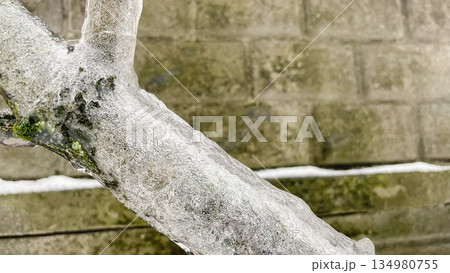 Detailed macro of clear icicles hanging from a mossy branch with a brick wall background in winter Detailed macro of clear icicles hanging from a mossy branch with a brick wall background in winter 134980755