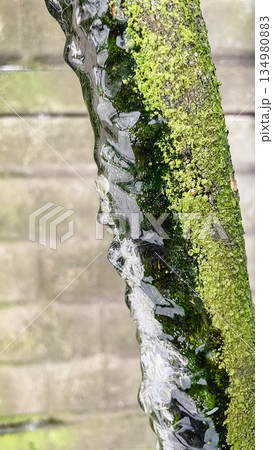 Detailed macro of clear icicles hanging from a mossy branch with a brick wall background in winter Detailed macro of clear icicles hanging from a mossy branch with a brick wall background in winter 134980883