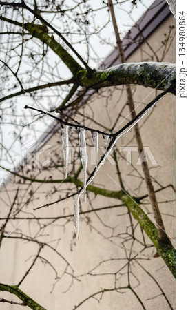 Detailed macro of clear icicles hanging from a mossy branch with a brick wall background in winter Detailed macro of clear icicles hanging from a mossy branch with a brick wall background in winter 134980884