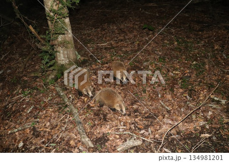 夜に出会ったアナグマ 134981201