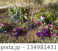 紫色と青色のビオラ 134981431