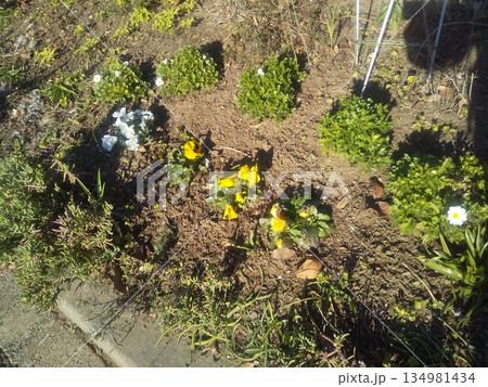 こじま花の会花畑のノースポールと黄色いビオラの花 こじま花の会花畑のノースポールと黄色いビオラの花 134981434