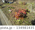 紅葉した紫陽花 134981435