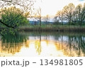 Peaceful Spring Walk Along Idyllic Country Road Near Danube Lake in Regensburg 134981805