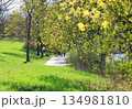 Peaceful Spring Walk Along Idyllic Country Road Near Danube Lake in Regensburg 134981810