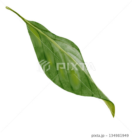 Green leaf watercolor painting. Hand-drawn plant illustration. Botanical clip art. Perfect for natural cosmetics and store posters. 134981949