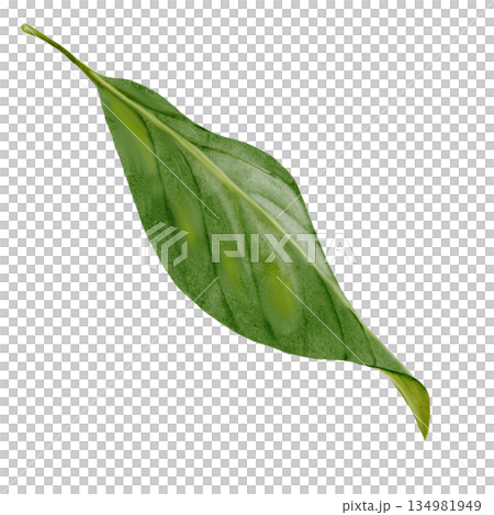 Green leaf watercolor painting. Hand-drawn plant illustration. Botanical clip art. Perfect for natural cosmetics and store posters. 134981949