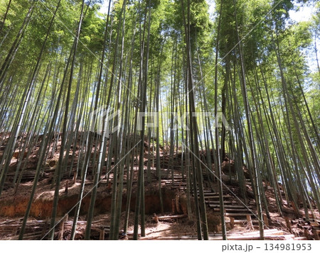 天王山トレッキングコース沿いでみた竹林 134981953