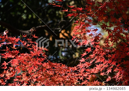 真っ赤な紅葉の向こう側 134982085