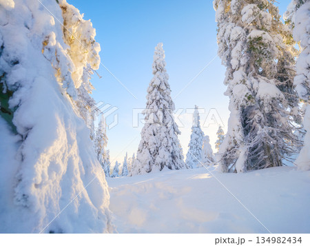 Peaceful winter landscape with snow-covered spruce trees and soft white snowbanks in the woodland. Peaceful winter landscape with snow-covered spruce trees and soft white snowbanks in the woodland. 134982434
