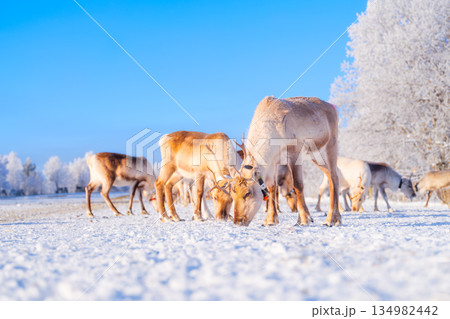 Animals beyond the Arctic Circle. Herd of reindeer in a pasture. Winter wonderland. Animals beyond the Arctic Circle. Herd of reindeer in a pasture. Winter wonderland. 134982442