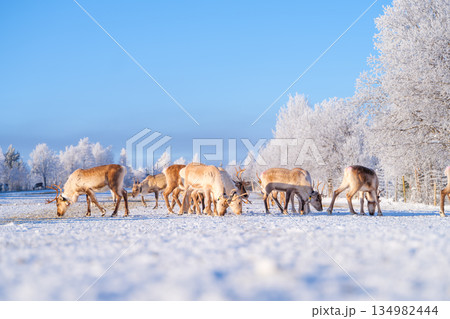 Animals beyond the Arctic Circle. Herd of reindeer in a pasture. Winter wonderland. Animals beyond the Arctic Circle. Herd of reindeer in a pasture. Winter wonderland. 134982444