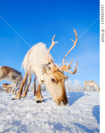 Animals beyond the Arctic Circle. Herd of reindeer in a pasture. Winter wonderland. Animals beyond the Arctic Circle. Herd of reindeer in a pasture. Winter wonderland. 134982447