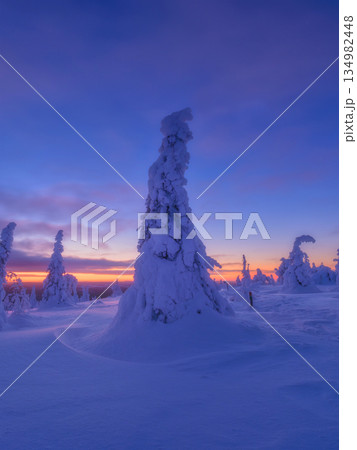 Majestic snowy spruce trees under a dramatic orange and blue sunset sky in winter. Serene winter  134982448