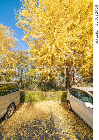 「埼玉県」銀杏の風景　秋ヶ瀬公園 134982453