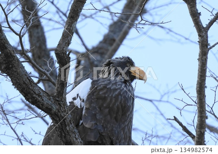 木の枝にとまるオオワシ 134982574