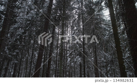 Grand Forest Canopy, Imposing Fir Trees Stretch Skyward, Magnificent Conifers Reaching Into Overcast Heavens, Majestic Evergreen Trees Extend Towards Cloudy Winter Atmosphere Above Grand Forest Canopy, Imposing Fir Trees Stretch Skyward, Magnificent Conifers Reaching Into Overcast Heavens, Majestic Evergreen Trees Extend Towards Cloudy Winter Atmosphere Above 134982631