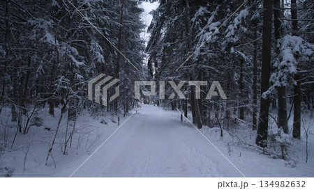 Icy Pathway Leading Into Thick Forest, Frosty Trail Disappearing Into Dense Pine Woodland Passage, Snowy Pathway Extending Into Forest Filled With Tall Pine Trees And Silence Icy Pathway Leading Into Thick Forest, Frosty Trail Disappearing Into Dense Pine Woodland Passage, Snowy Pathway Extending Into Forest Filled With Tall Pine Trees And Silence 134982632
