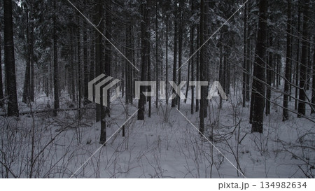 Calm Winter Forest Scene, Serene Forest With Snowcovered Pines Under Soft Winter Light, Tranquil Woodland Landscape With Silent Snow Layers And Gentle Winter Illumination 134982634